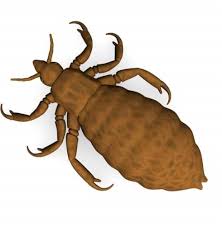 Image result for what do lice look like in dog fur