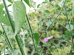 Image result for Dicliptera paniculata