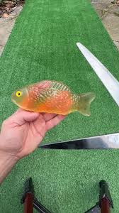 #asmr #asmrvideo #asmrsounds #fish