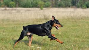 Doberman Kopegi Ozellikleri Tarihcesi Ve Karakter Yapisi Kopek Turleri