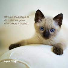 We did not find results for: Frases De Gatos Mas De 60 Ideas Para Inspirarte