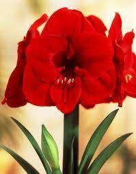 Amaryllis Is A Bulb Plant That Blooms Large Trumpet Shaped Flowers They Come In Red Peppermint White And Amaryllis Flowers Amaryllis Care Christmas Flowers