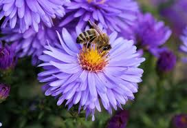 Maybe you would like to learn more about one of these? Hot To Attract Bees To Your Garden