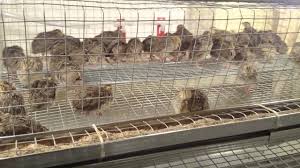 Build a quail hutch using pvc pipe and wire. Quail Farming Small Quail Farm At Home By Donato Sodas