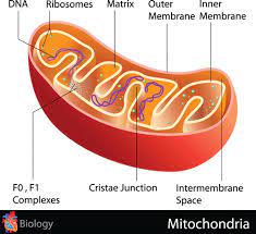 The Role Mitochondria Play In Healthy Aging And How Exercise Keeps Them Healthy Cell Parts And Functions Mitochondria Cell Parts