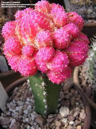 This craft workshop is perfect for all the plant lovers in your life! Plantfiles Pictures Gymnocalycium Moon Cactus Ruby Ball Hibotan Gymnocalycium Mihanovichii By Palmbob