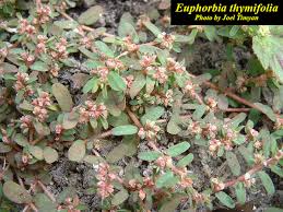 Image result for Euphorbia thymifolia