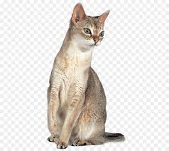 Use the locator below to help you find your nearest overseas mission. Cartoon Cat Png Download 800 800 Free Transparent Singapura Cat Png Download Cleanpng Kisspng