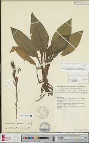 Image result for Manniella