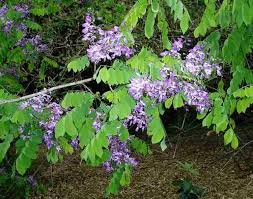 Image result for Millettia lasiantha