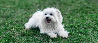 Learn about the coton de tulear, a small companion dog from madagascar. Coton De Tulear Race De Chien Et Chiot