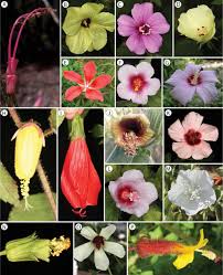Image result for Hibiscus dongolensis