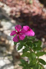 Image result for Plumbaginaceae