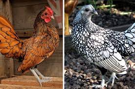 Feb 26, 2021 · officially eight colors of wyandotte chicken are recognized in the united states by the american poultry association. Sebright Chicken Golden Or Silver Which One Is The Most Stunning