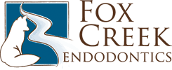 Maybe you would like to learn more about one of these? First Visit To Fox Creek Endodontics Dr Fox Conroe Woodlands Tx