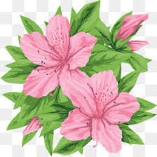 Rhododendron Png Rhododendron Flower Coast Rhododendron Rhododendron Coloring Page Cleanpng Kisspng