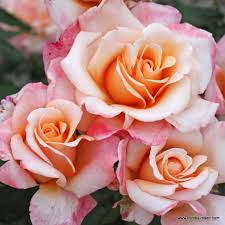 Schreibe deine eigene bewertung über orient express pizzeria döner laden. Oh Happy Day R Rosenhof Ronigk