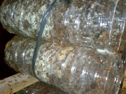 Maybe you would like to learn more about one of these? Cara Budidaya Kroto Dengan Botol Aqua Cara Budidaya Telur Kroto
