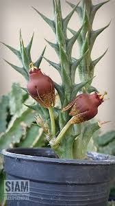 Image result for Orbea umbracula