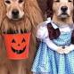 Howl-O-Ween benefiting CARE event image