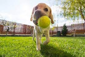 This Smart Dog Toy Let S Your Pup Play Fetch All On Their Own Dog Toys