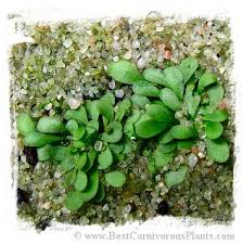 Image result for Genlisea