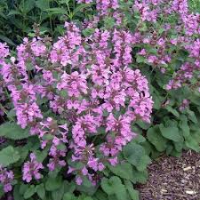 Image result for Tristachya superba