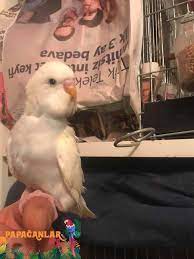 muhabbet kusu yavru yemi muhabbet kuslari kusu kus yemi