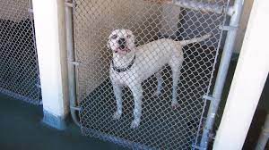 Dog adoption and cat adoption saves lives. No Kill Shelters Save Millions Of Unwanted Pets But Not All Of Them Npr