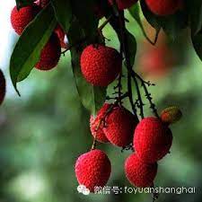 簡單幾樣物件就把糖尿病被滅了 轉載功德無量 strawberry fruit