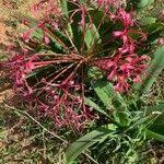 Image result for Ammocharis tinneana