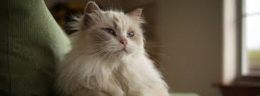 This breed originates from great britain from crossbreeding of various other popular long haired breeds. 8 Fluffy Cat Breeds To Snuggle Up With Purina