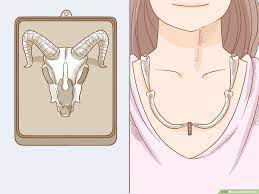 Simple Ways To Clean Bones: 15 Steps (With Pictures) - Wikihow