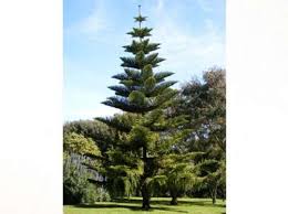 Image result for Arauk rie Araucaria