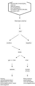 Flow Chart Of Diagnosis Of Autoimmune Hemolytic Anemia