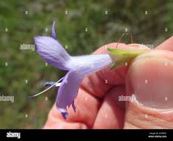 Image result for Barleria mackenii