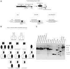 Clean energy station sandjego, san. Ikba Functions Through Direct Contacts With The Nuclear Localization Signals And The Dna Binding Sequences Of Nf Kb Journal Of Biological Chemistry