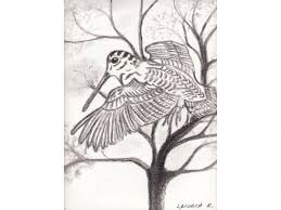 Voir plus d'idées sur le thème becasse, bécasse des bois, chasse becasse. Becasse En Vol Drawing By Laconich Artmajeur