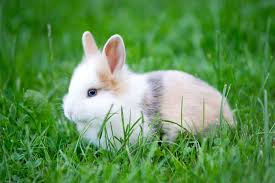 Image result for RABBIT