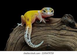 Funny Lizard Photos, Images & Pictures | Shutterstock