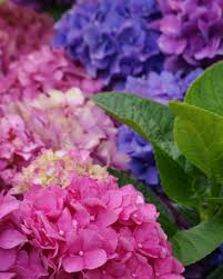 Pruning hydrangeas helps to keep them at a manageable size and gives them a good shape. Hydrangea Planting Pruning And Advice On Caring For These Shrubs