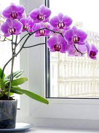 20 Flowering Houseplants That Will Add Beauty To Your Home Orchids Indoor Orchids Houseplants
