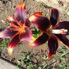 Flowers are such an important choice. Lilium Starlette Lily Starlette Asiatic In Gardentags Plant Encyclopedia