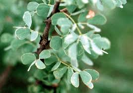 Image result for Acacia mellifera