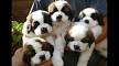 Saint Bernard Puppies for Sale in Minnesota - DogsNow