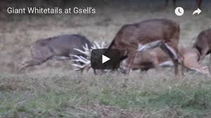 Six bucks over 160 is a mixture of hunts from states across the us. Trophy Whitetail Deer Hunting Videos Gsell S Whitetails
