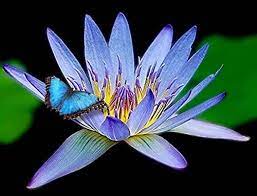 Amazon Com Amazing Live Aquatic Plant Water Lily Tuber For Fresh Water Pond By Jayco Nymphaea Geena Blue Tropical W028 Water Plants Aquatic Plants Water Pond