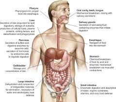 Brain and skull coloring page (elementary). Esophagus Function An Overview Sciencedirect Topics