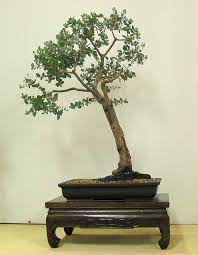 Tried to cut and bend two roots. Eucalyptus Gunnii Australian Native Plants As Bonsai