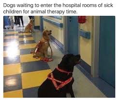 Maybe you would like to learn more about one of these? Hilarious And Heartwarming Memes About Dogs With Jobs At Your Service Memes